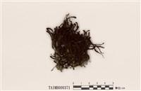 藏品(小金髮苔屬)的圖片